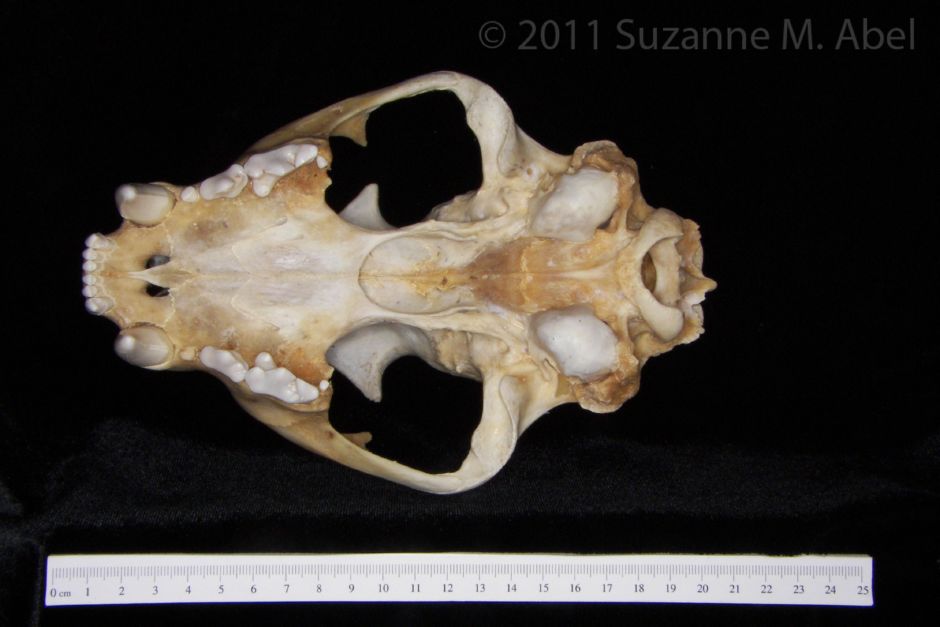 Inferior View Florida Panther Cranium