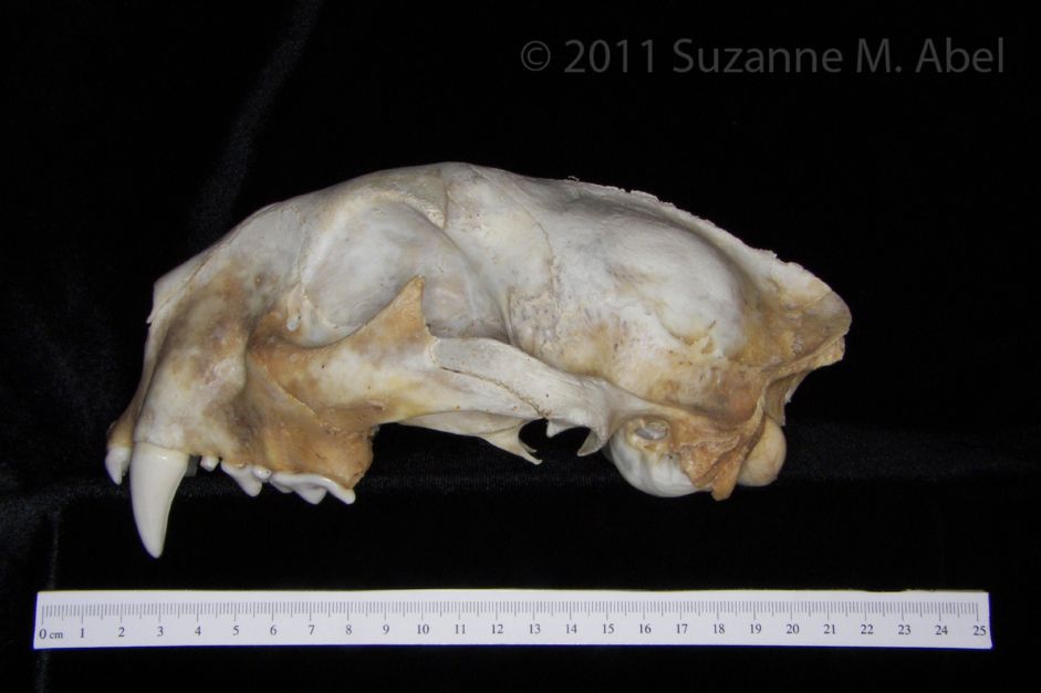 Lateral View Florida Panther Cranium