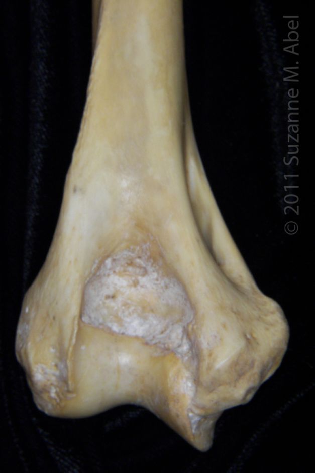 Distal/Anterior View Left Florida Panther Humerus