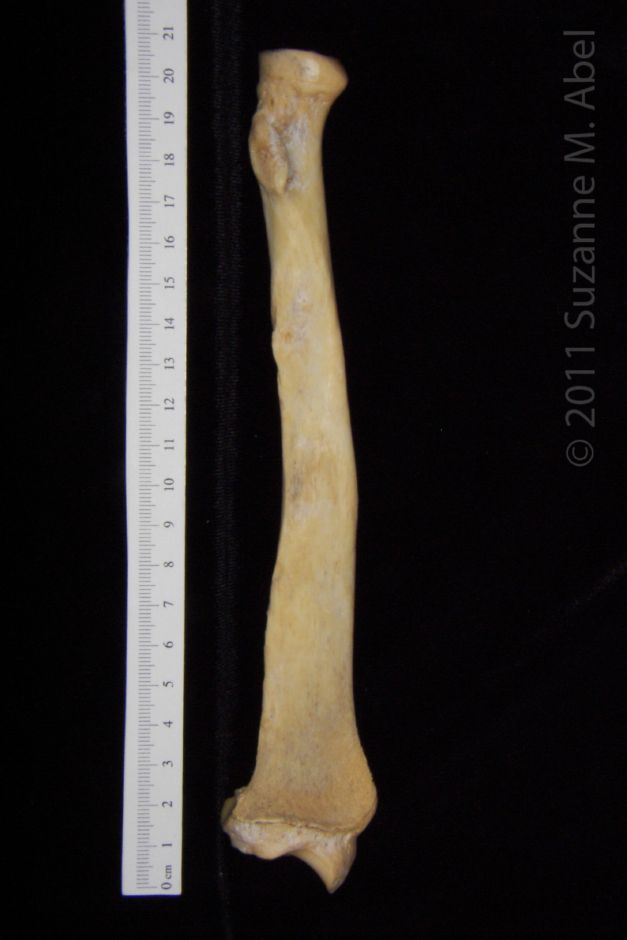 Anterior View Left Florida Panther Radius