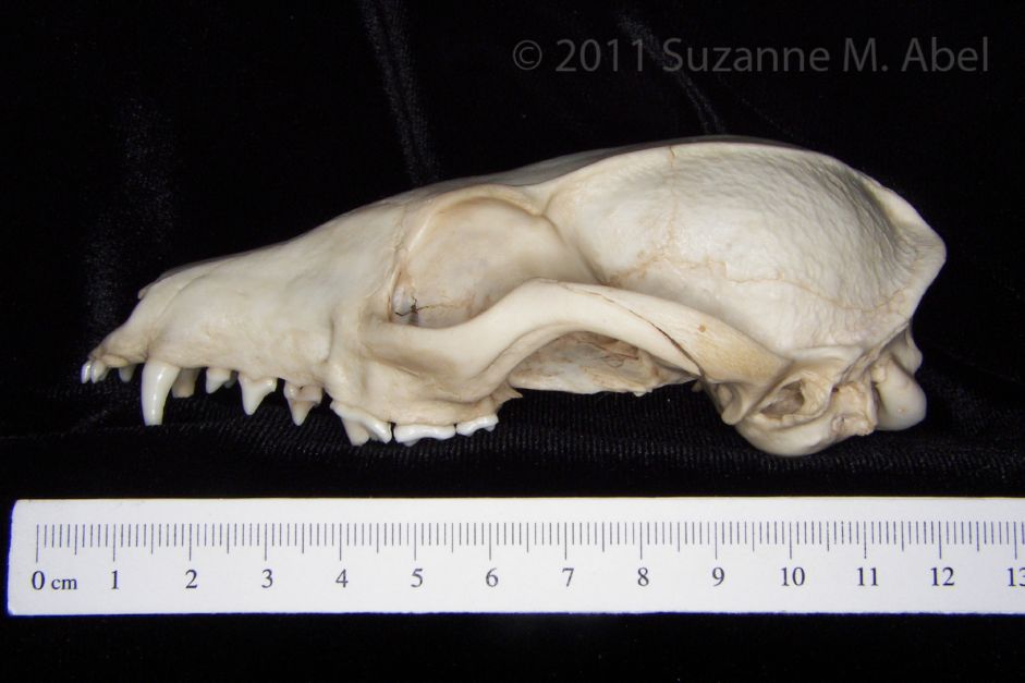 Lateral View Gray Fox Cranium