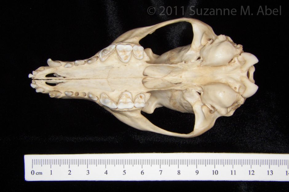 Inferior View Gray Fox Cranium