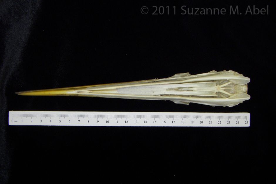 Inferior View Great Blue Heron Cranium