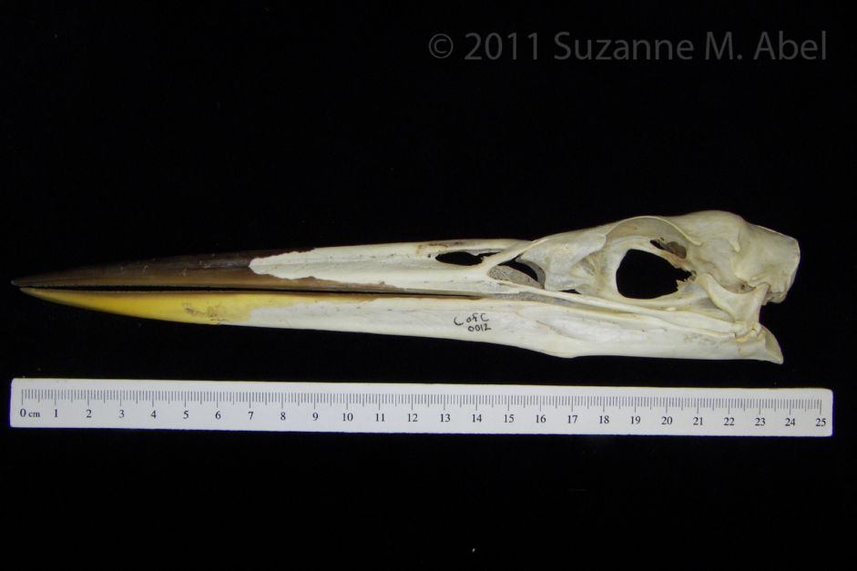 Lateral View Great Blue Heron Skull