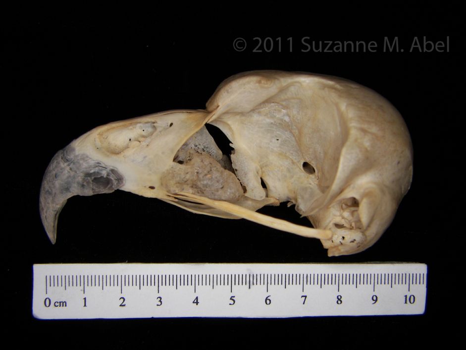 Lateral View Great-Horned Owl Cranium