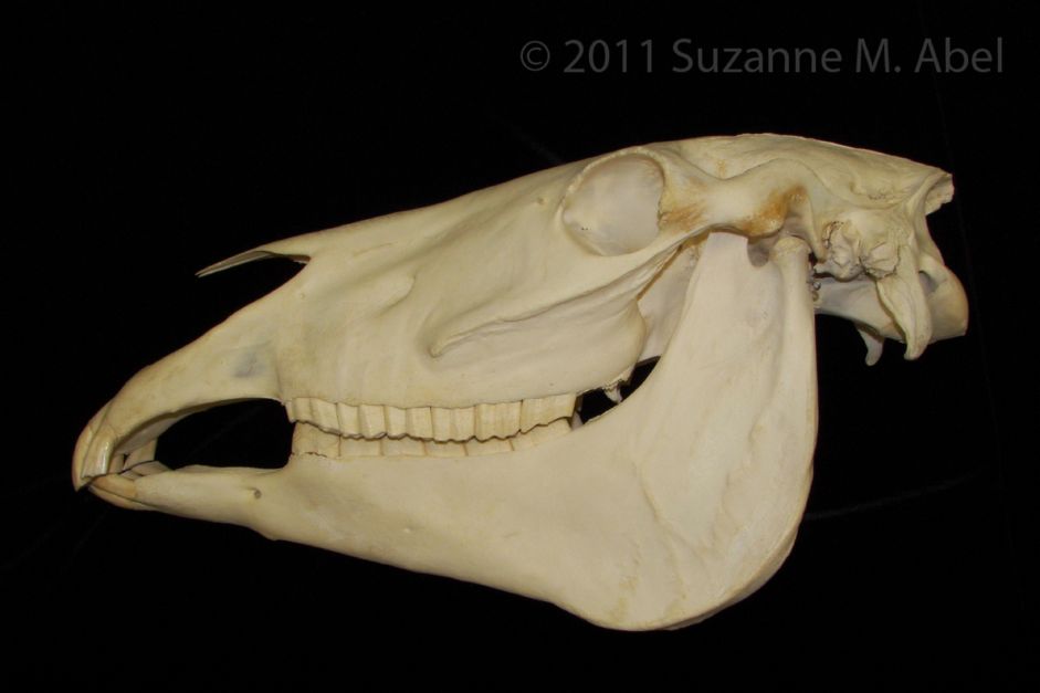 Lateral View Horse Skull