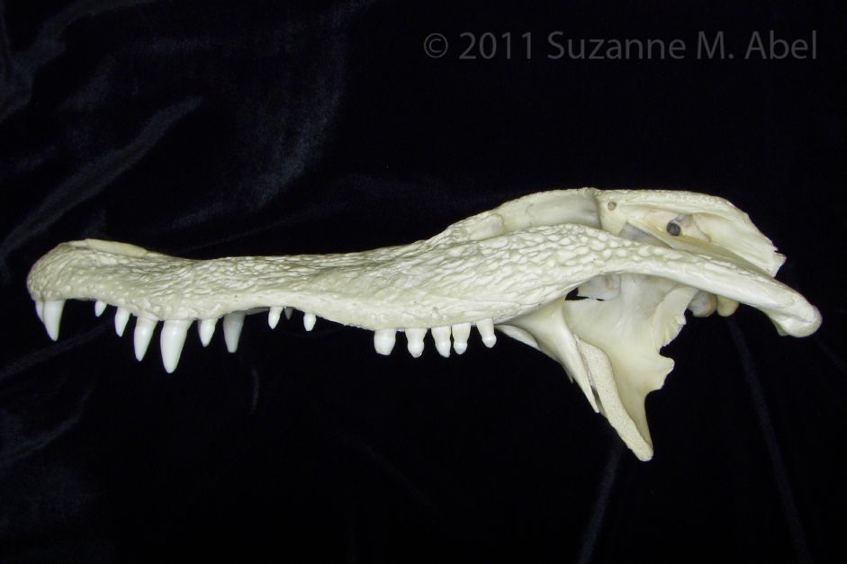Lateral View Alligator Cranium