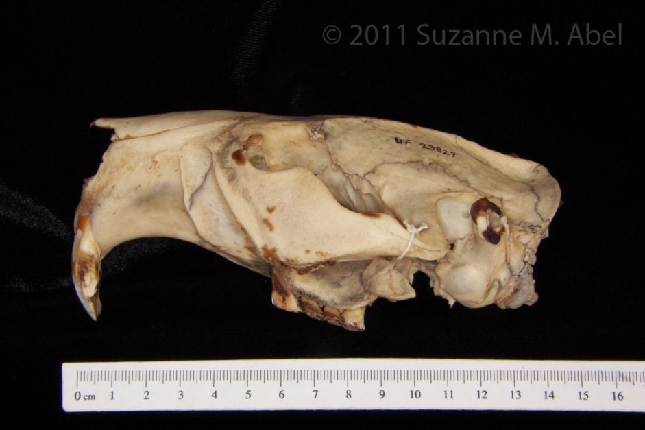 Lateral View American Beaver Cranium