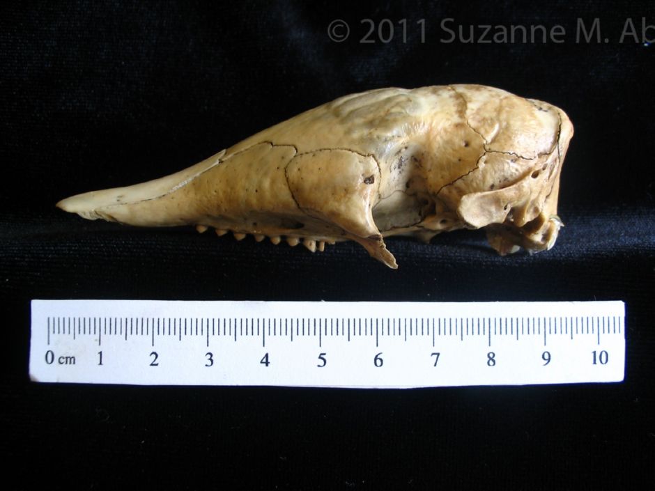 Lateral View Armadillo Cranium