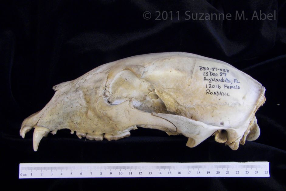 Lateral View American Black Bear Cranium