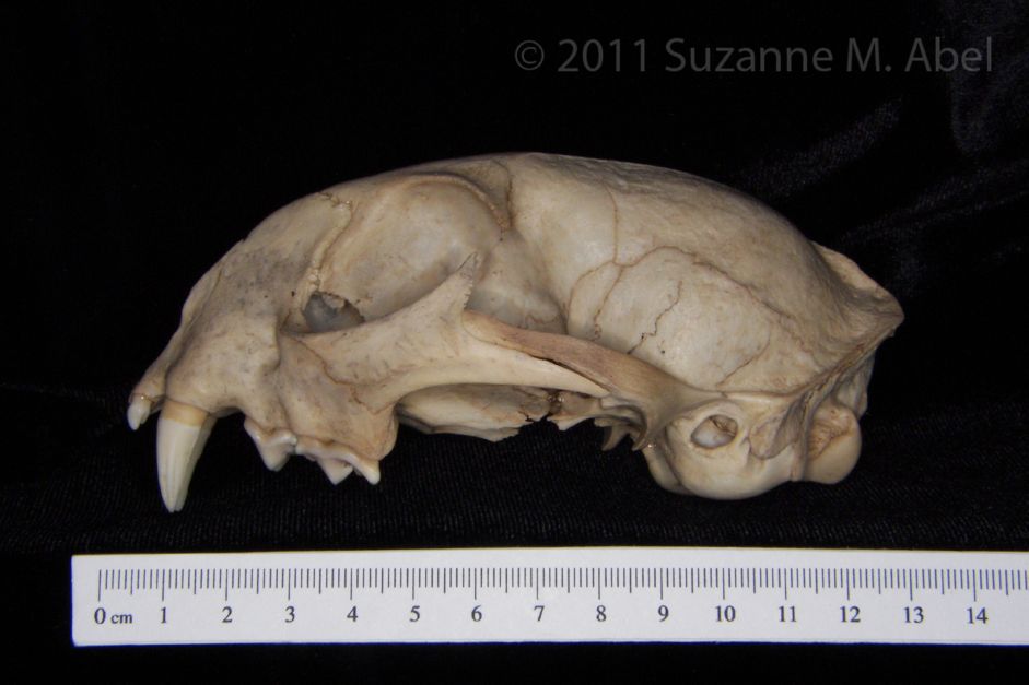 Lateral View Bobcat Cranium