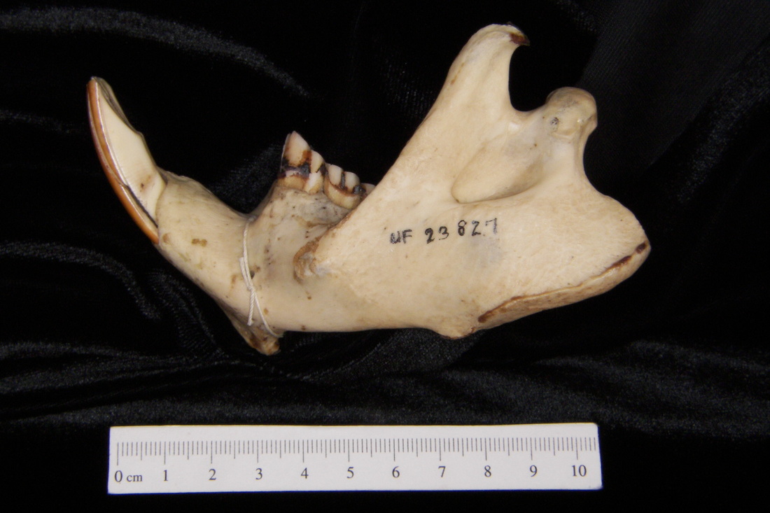 Lateral View American Beaver Mandible