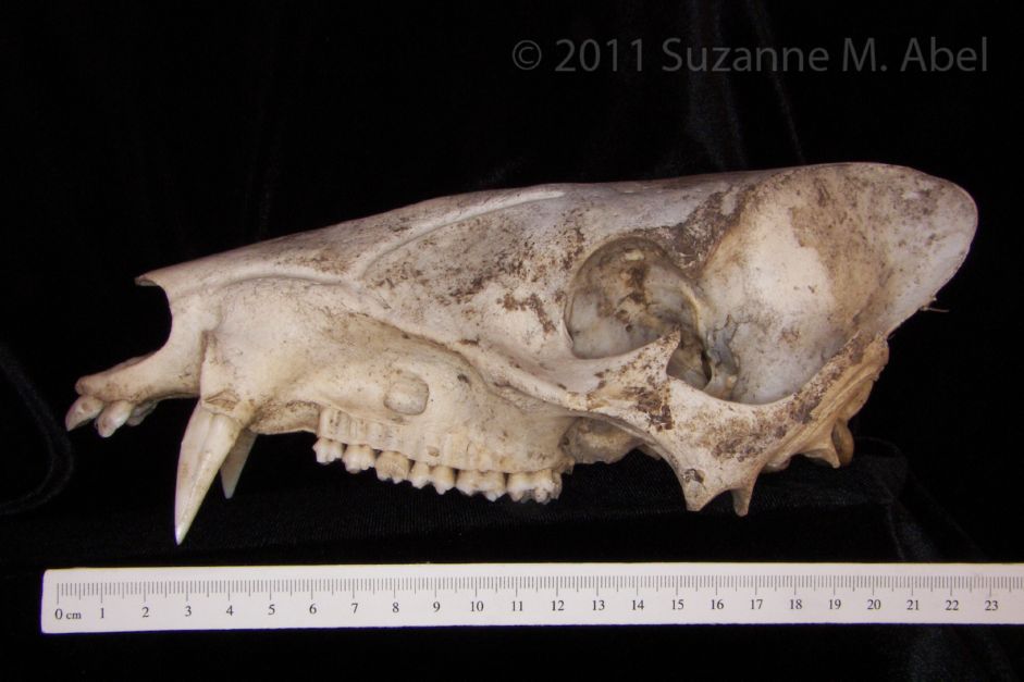 Lateral View Peccary Cranium