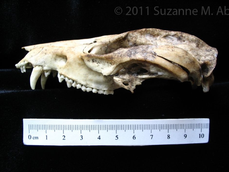 Lateral View Opossum Cranium