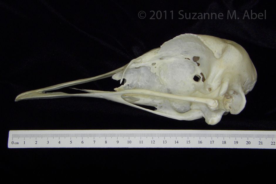 Lateral View Ostrich Cranium