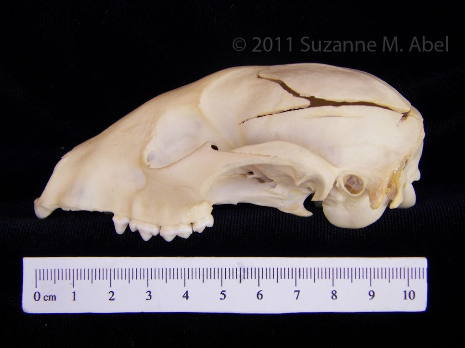 Lateral View Raccoon Cranium