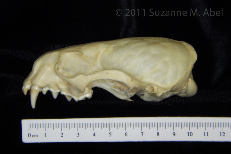 Lateral View River Otter Cranium