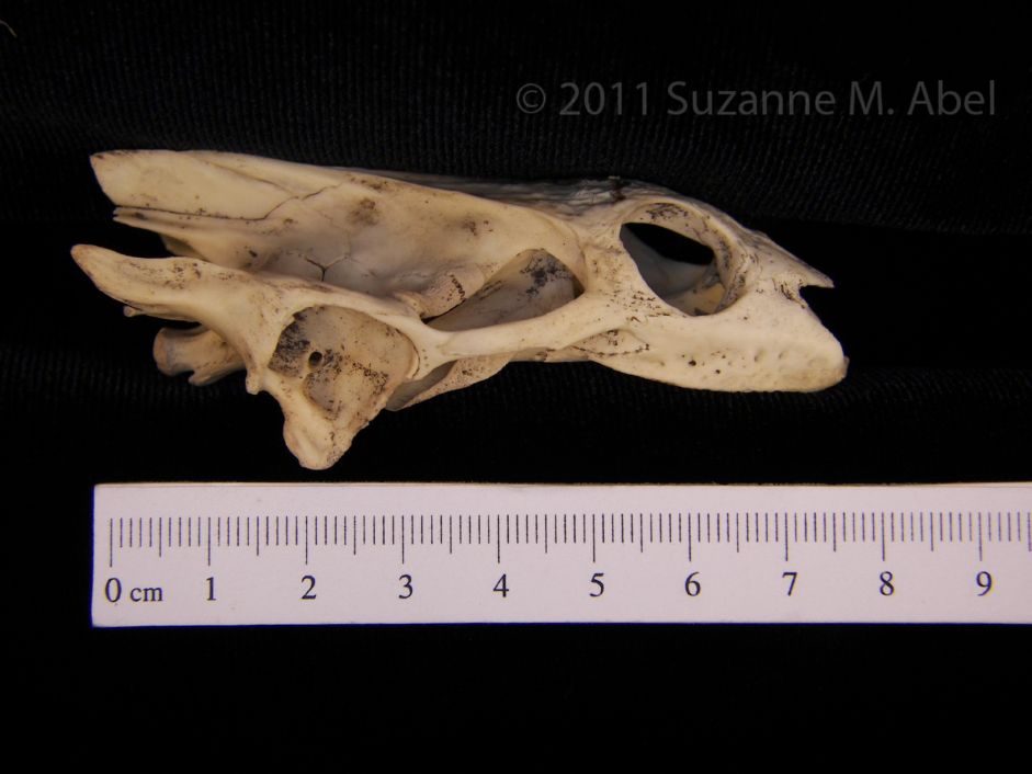 Lateral View Softshell Turtle Cranium