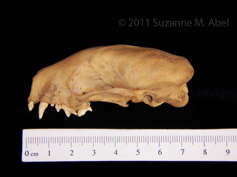 Lateral View Striped Skunk Cranium