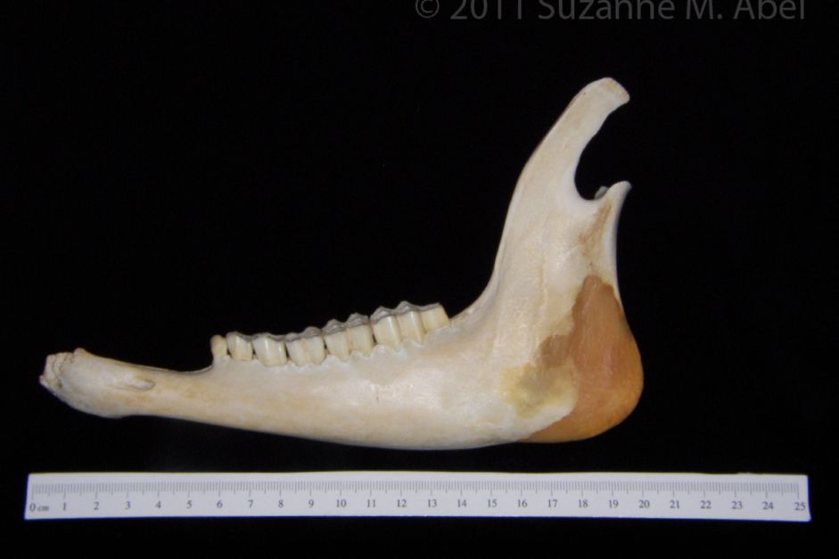 Lateral View White-Tailed Deer Mandible