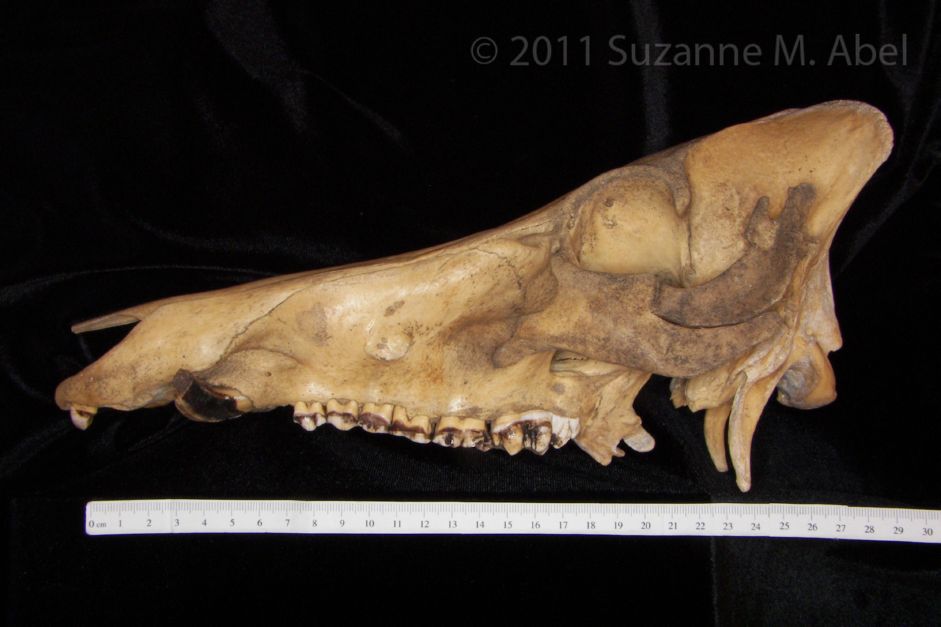 Lateral View Wild Boar Cranium