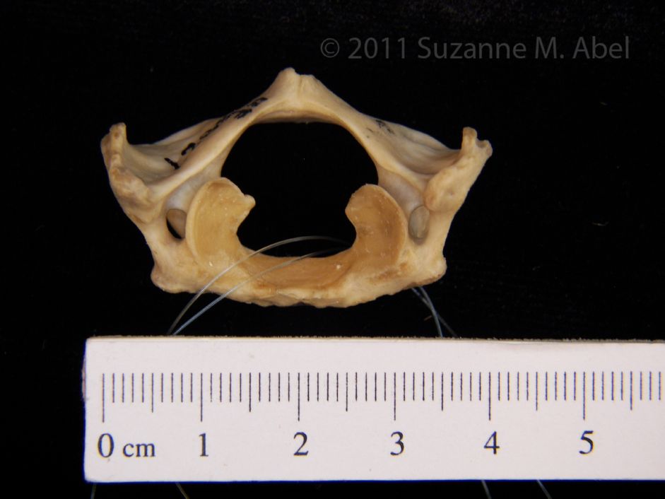 American Beaver Vertebrae C1