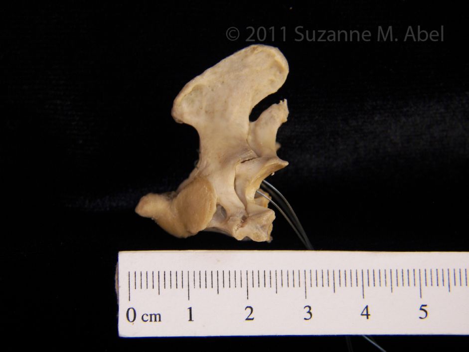 American Beaver Vertebrae C2