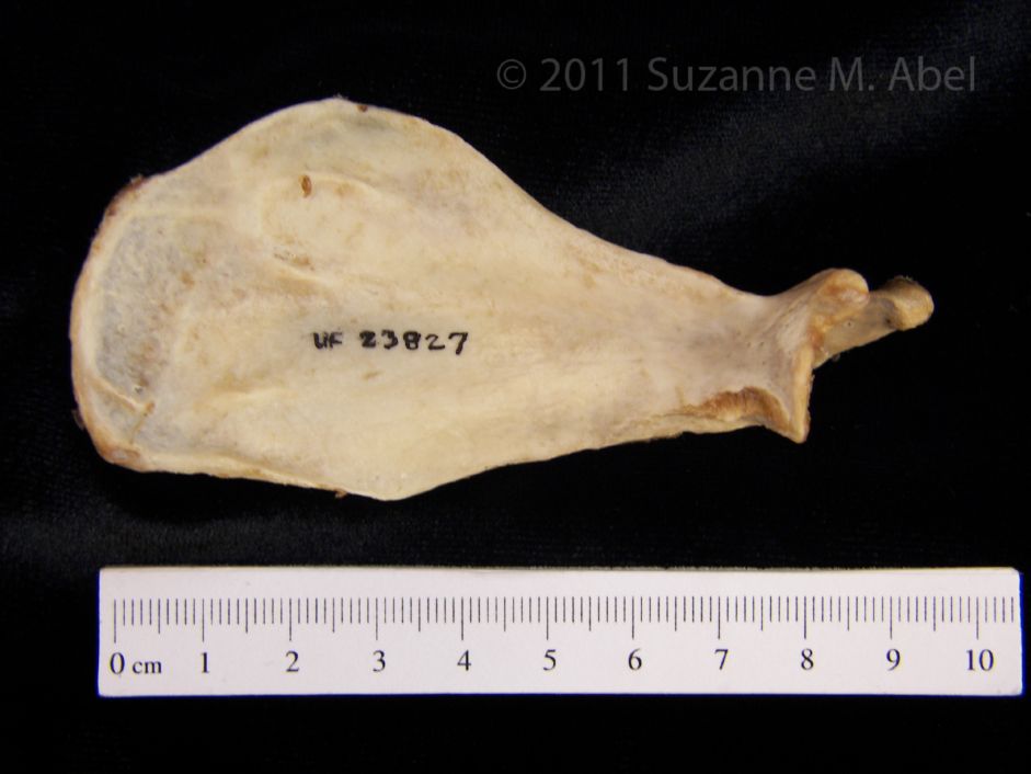 Anterior View American Beaver Left Scapula