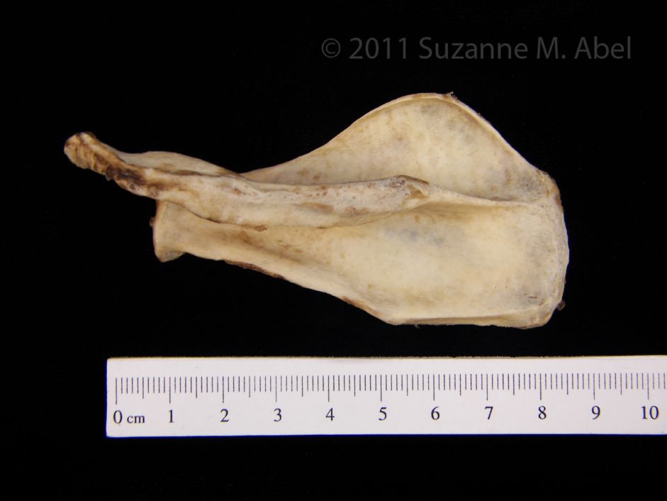 Posterior View American Beaver Left Scapula