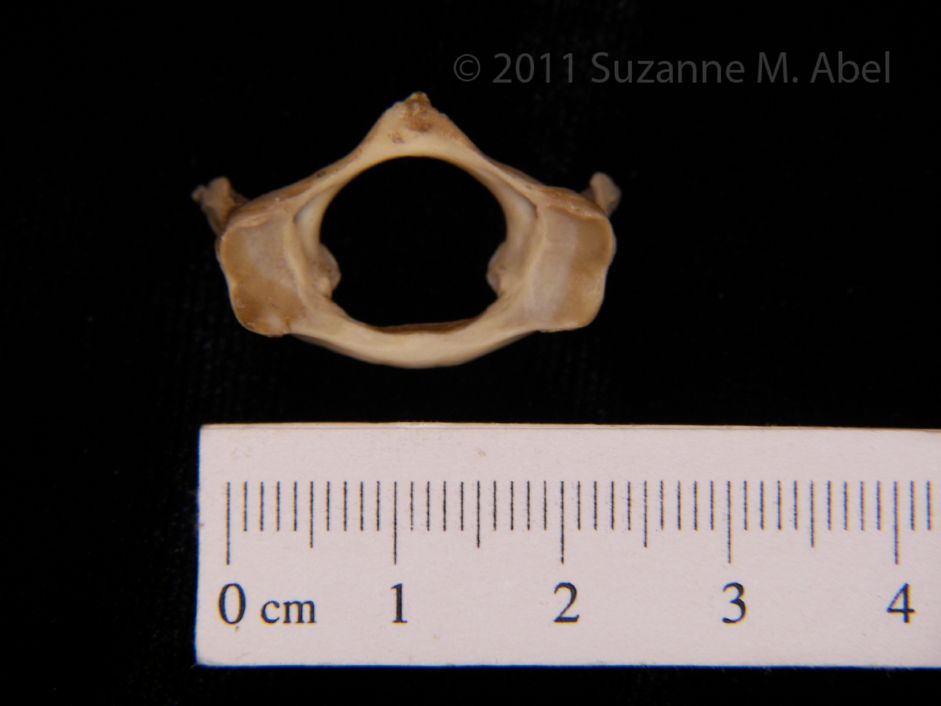 Anterior View Armadillo C1 Vertebrae