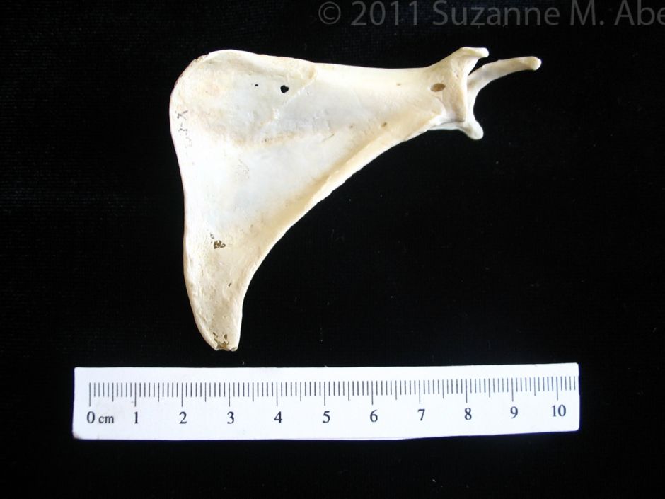 Anterior View Armadillo Left Scapula