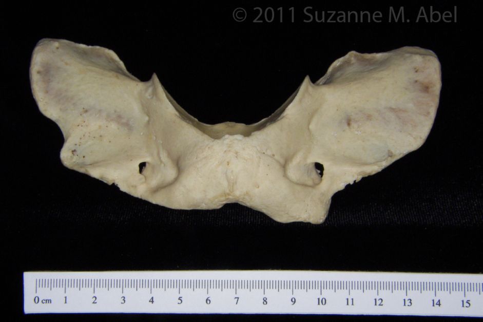 Superior View C1 Vertebrae American Black Bear