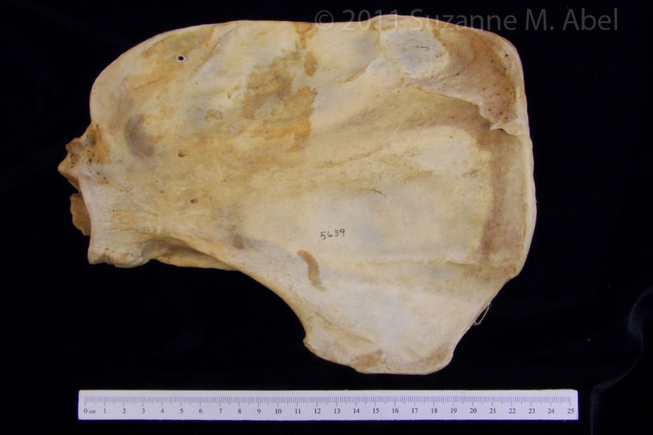 Anterior View Black Bear Right Scapula