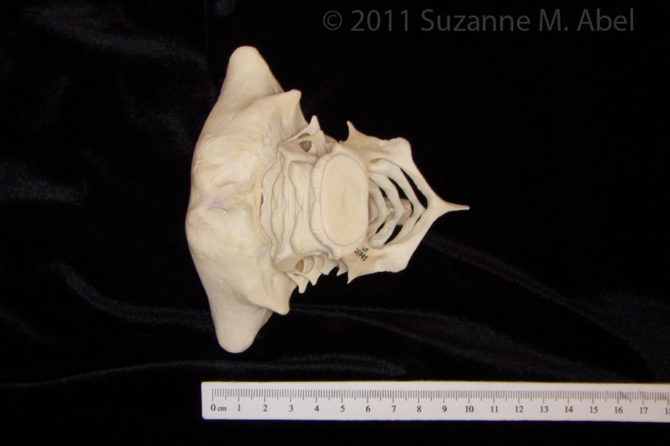 Inferior View Bottlenose Dolphin Artic. Cervical Spine