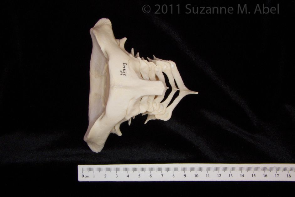 Posterior View Bottlenose Dolphin Artic. Cervical Spine