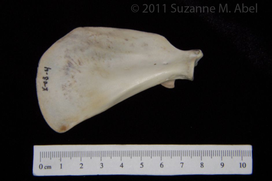 Anterior View Domestic Cat Left Scapula