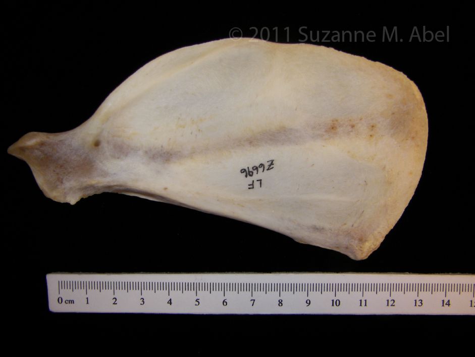 Anterior View Coyote Left Scapula