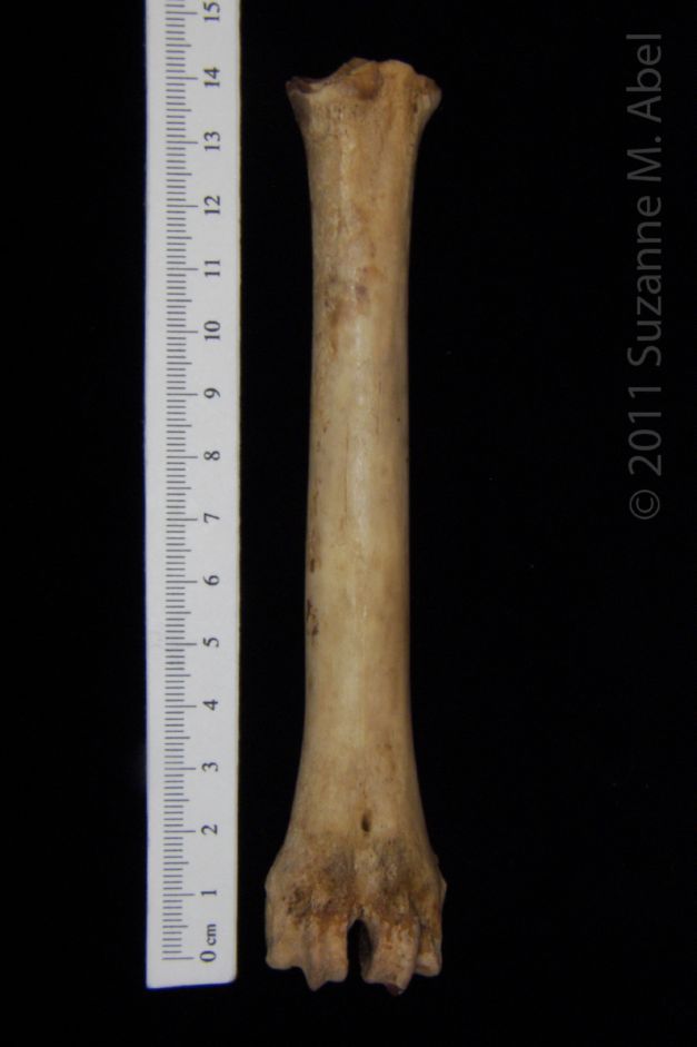 Anterior View Domestic Goat Metatarsal