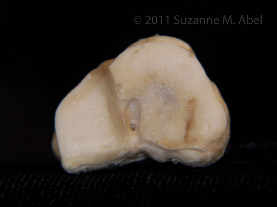 Proximal Articular Surface Left Domestic Sheep Metacarpal