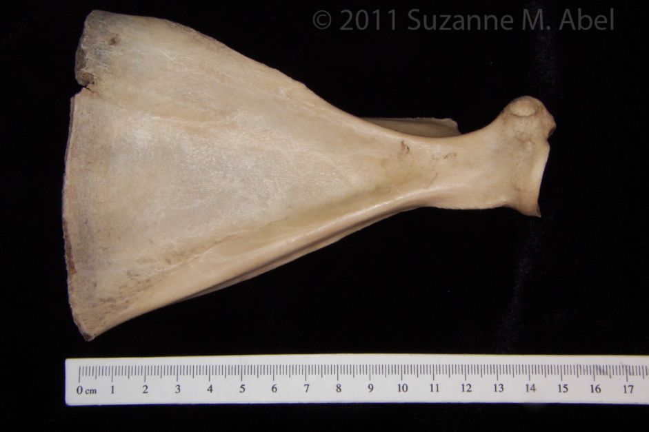 Anterior View Domestic Sheep Right Scapula