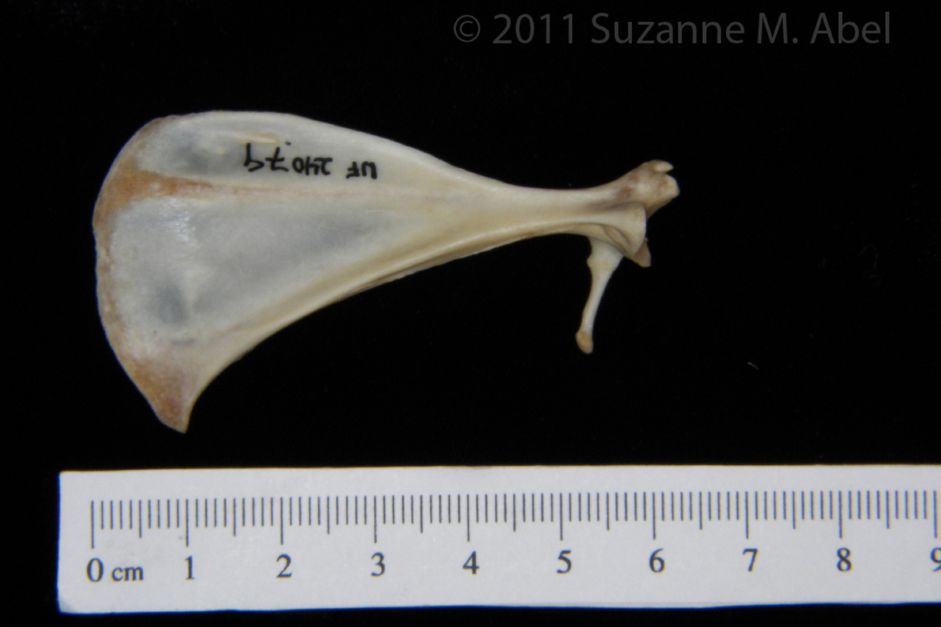 Anterior View Eastern Cottontail Rabbit Left Scapula