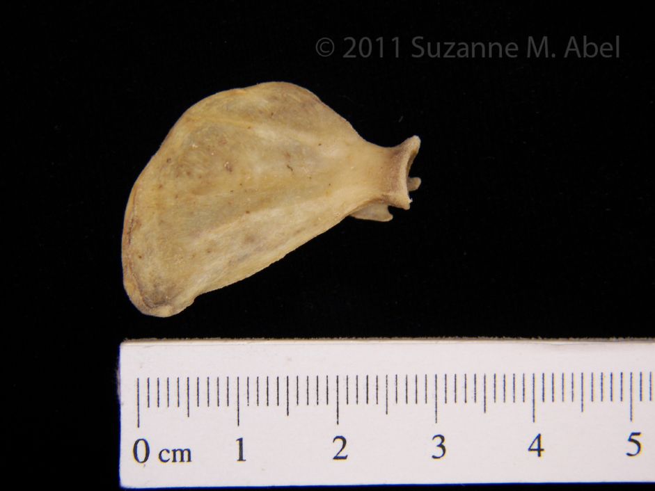 Anterior View Spotted Skunk Left Scapula