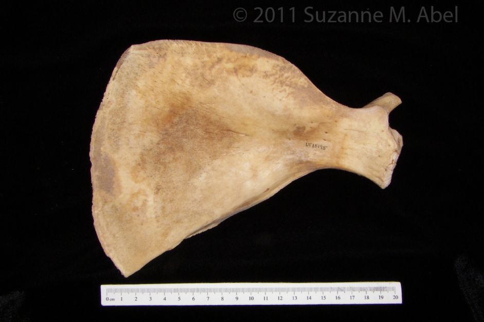 Anterior View Florida Manatee Left Scapula