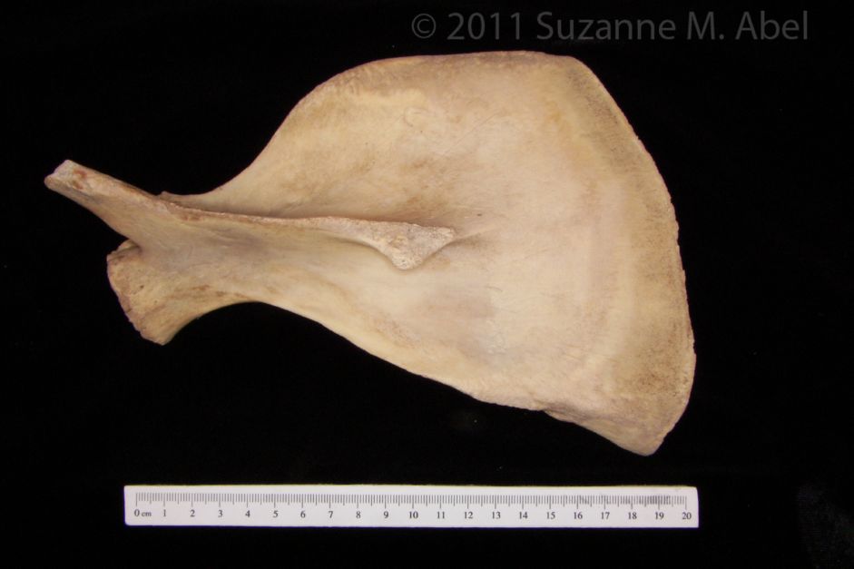 Posterior View Florida Manatee Left Scapula