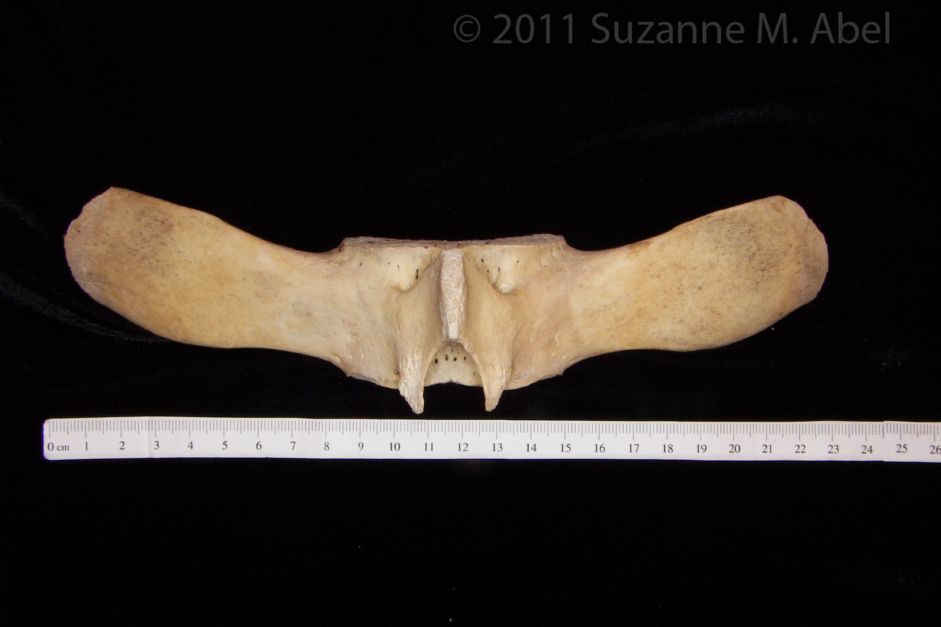 Superior View Florida Manatee Thoracic Vertebrae