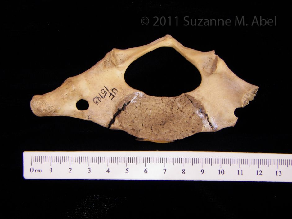 View2 Florida Manatee C1 Vertebrae