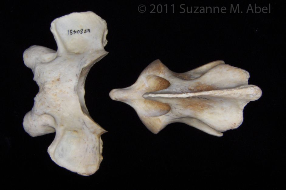 Superior View Florida Panther C1 and C2 Vertebrae