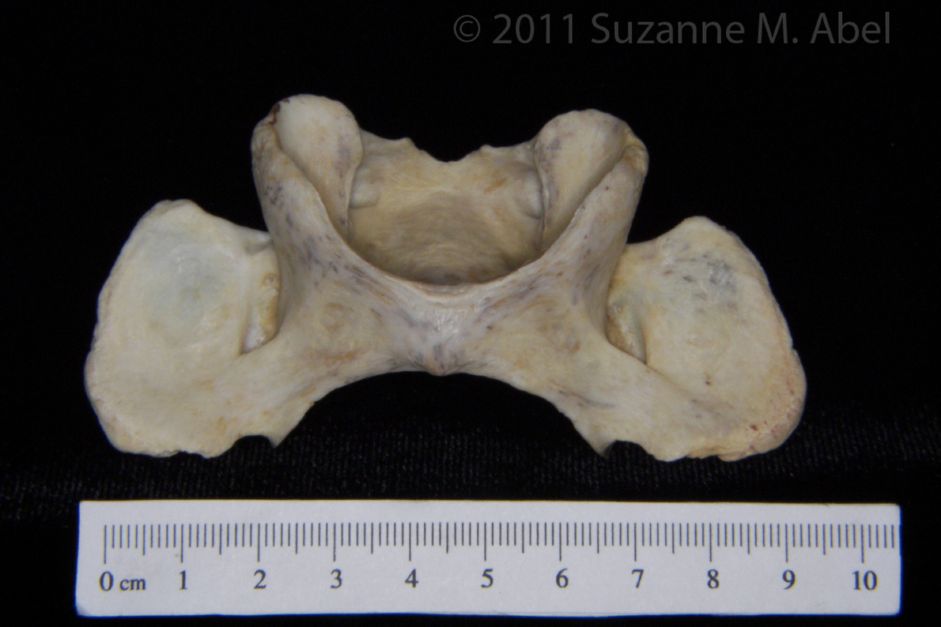 Inferior View Florida Panther C1 Vertebrae