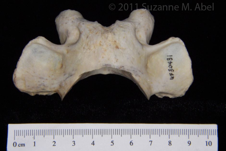 Superior View Florida Panther C1 Vertebrae