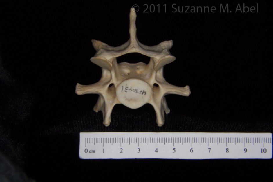 Caudal View Florida Panther C6 Vertebrae